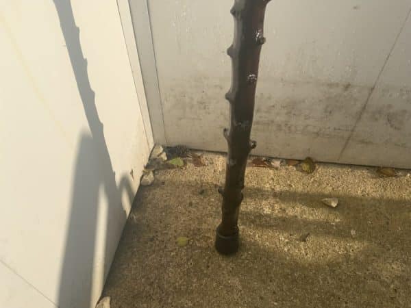 Irish Blackthorn walking stick sword stick - Image 11