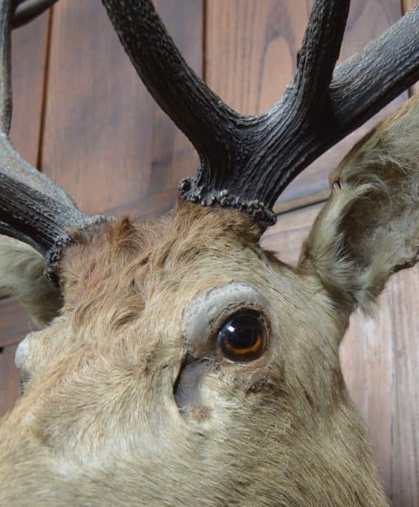 Taxidermy Imperial Stag SAI2992 Miscellaneous 4