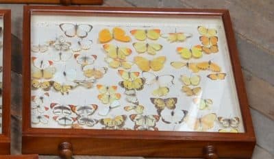 Watkins & Doncaster Mahogany Collector’s Cabinet SAI3083 Antique Cabinets 19