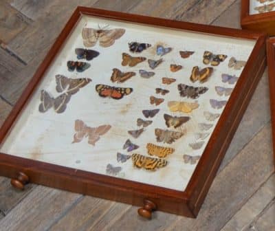 Watkins & Doncaster Mahogany Collector's Cabinet SAI3083 - Image 14