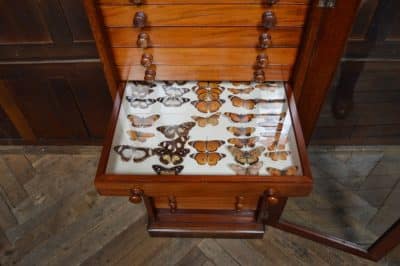 Watkins & Doncaster Mahogany Collector's Cabinet SAI3083 - Image 9