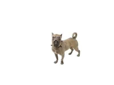 Fine Antique 19th Century Cold Painted 37cm Standing Pug - Image 3