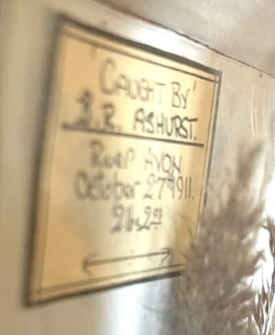 1911 taxidermy perch in bow fronted glass case - Image 3