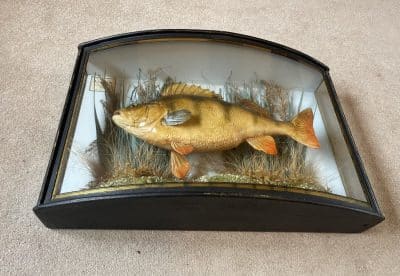 1911 taxidermy perch in bow fronted glass case - Image 4