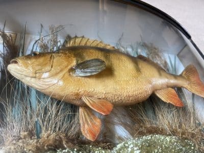 1911 taxidermy perch in bow fronted glass case - Image 5