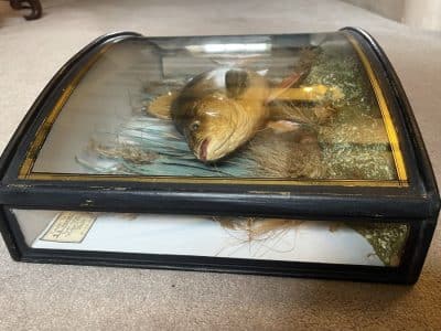 1911 taxidermy perch in bow fronted glass case - Image 6