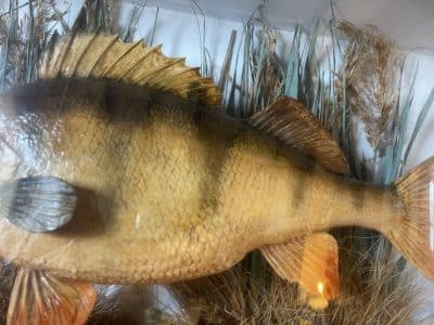 1911 taxidermy perch in bow fronted glass case - Image 8