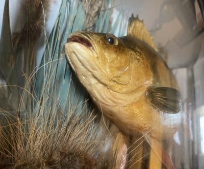 1911 taxidermy perch in bow fronted glass case - Image 9
