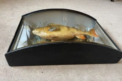 1911 taxidermy perch in bow fronted glass case Bow fronted case Scientific Antiques 12