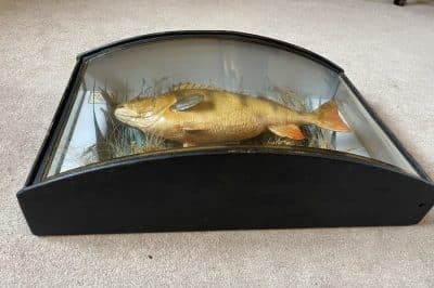1911 taxidermy perch in bow fronted glass case - Image 10