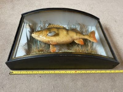 1911 taxidermy perch in bow fronted glass case Bow fronted case Scientific Antiques 13