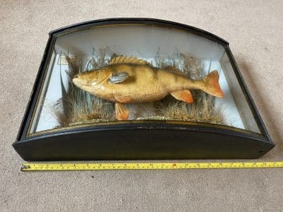 1911 taxidermy perch in bow fronted glass case - Image 11