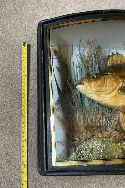 1911 taxidermy perch in bow fronted glass case Bow fronted case Scientific Antiques 14