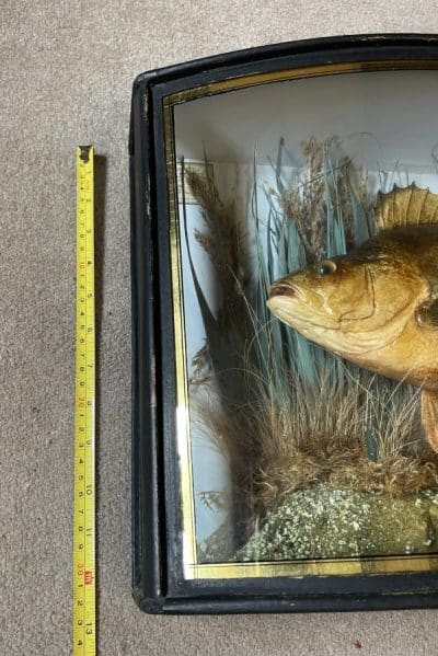 1911 taxidermy perch in bow fronted glass case - Image 12