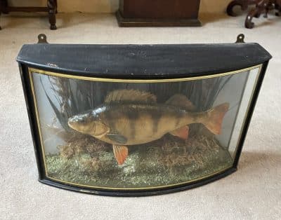 1911 taxidermy perch in bow fronted glass case - Image 13