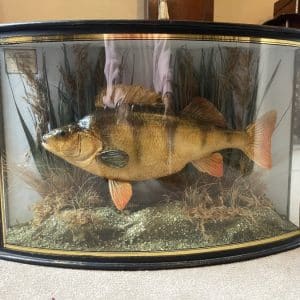 1911 taxidermy perch in bow fronted glass case Bow fronted case Scientific Antiques