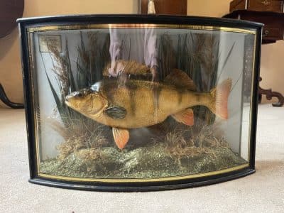 1911 taxidermy perch in bow fronted glass case Bow fronted case Scientific Antiques 3