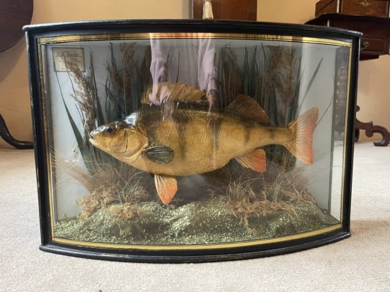 1911 taxidermy perch in bow fronted glass case Bow fronted case Scientific Antiques 1911 taxidermy perch in bow fronted glass case