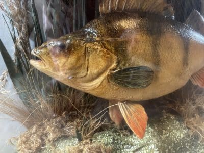 1911 taxidermy perch in bow fronted glass case - Image 15