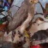A MAGNIFICENT DISPLAY OF BIRDS IN A GLASS CASE--EDWARDIAN c1920's - Image 2