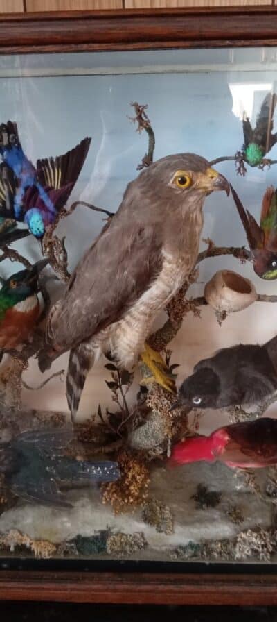 A MAGNIFICENT DISPLAY OF BIRDS IN A GLASS CASE--EDWARDIAN c1920's - Image 2