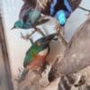 A MAGNIFICENT DISPLAY OF BIRDS IN A GLASS CASE--EDWARDIAN c1920's - Image 3