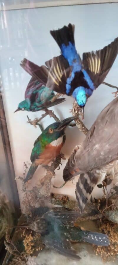 A MAGNIFICENT DISPLAY OF BIRDS IN A GLASS CASE--EDWARDIAN c1920's - Image 3