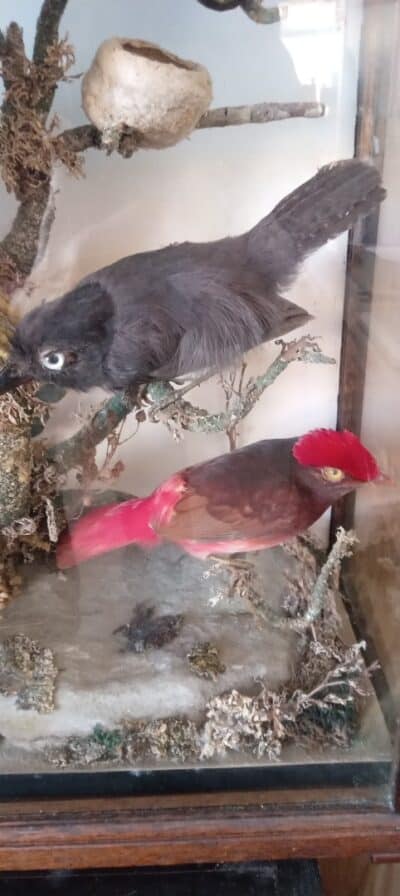 A MAGNIFICENT DISPLAY OF BIRDS IN A GLASS CASE--EDWARDIAN c1920's - Image 4