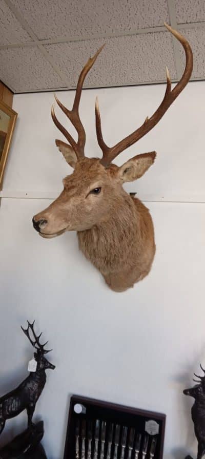 A MAGNIFICENT STAG's HEAD. Shot in Scotland 1896