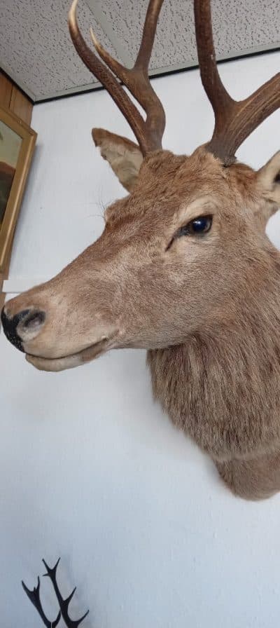 A MAGNIFICENT STAG's HEAD. Shot in Scotland 1896 - Image 2