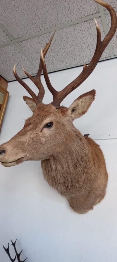 A MAGNIFICENT STAG's HEAD. Shot in Scotland 1896 - Image 3