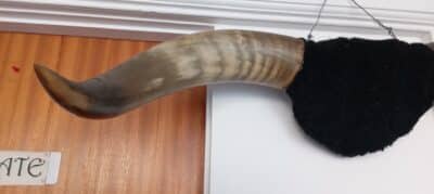 A VERY FINE PAIR OF BUFFALO HORNS-from the AMERICAN PLAINS! - Image 4