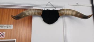 A VERY FINE PAIR OF BUFFALO HORNS-from the AMERICAN PLAINS! - Image 2
