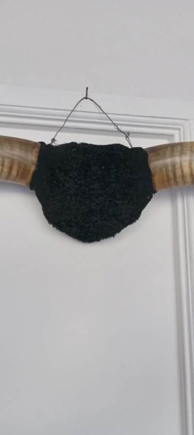 A VERY FINE PAIR OF BUFFALO HORNS-from the AMERICAN PLAINS! - Image 3