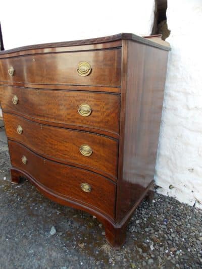 Georgian serpentine plum pudding mahogany chest of drawers - Image 3