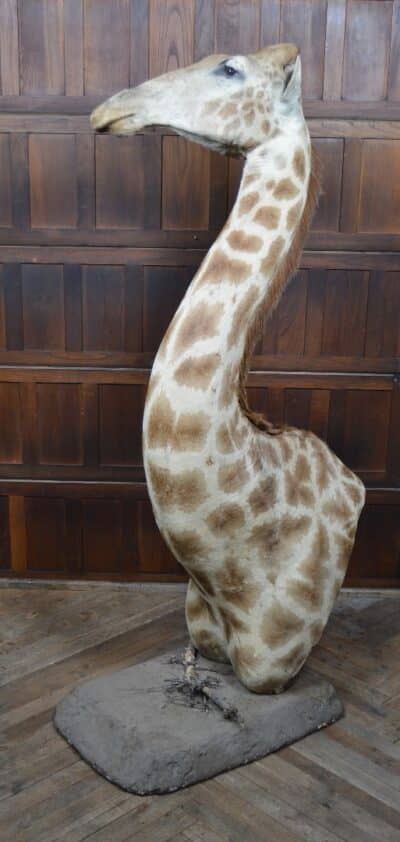 Taxidermy African Bull Giraffe SAI3321 African Antique Art 4