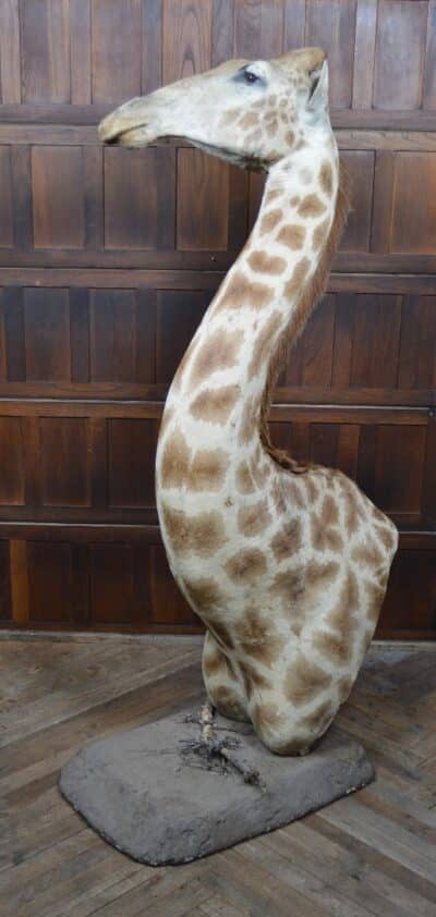 Taxidermy African Bull Giraffe SAI3321 - Image 2