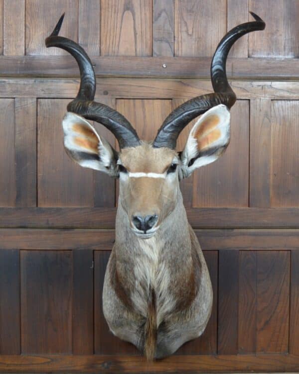 Kudu Mounted Head SAI2857