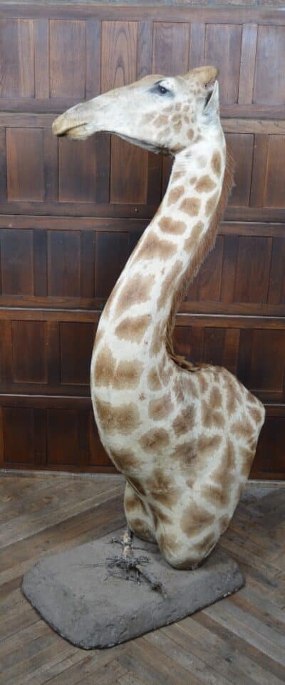 Taxidermy African Bull Giraffe SAI3321 - Image 3