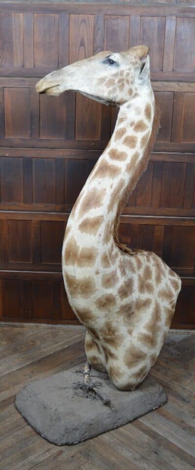 Taxidermy African Bull Giraffe SAI3321 African Antique Art 5