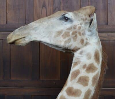 Taxidermy African Bull Giraffe SAI3321 - Image 4