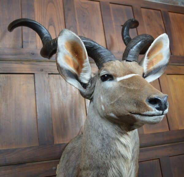 Kudu Mounted Head SAI2857 - Image 12