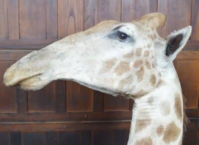 Taxidermy African Bull Giraffe SAI3321 - Image 5