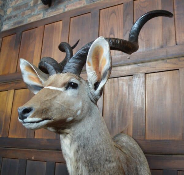 Kudu Mounted Head SAI2857 - Image 13