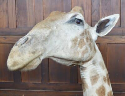 Taxidermy African Bull Giraffe SAI3321 - Image 7