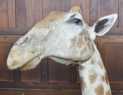 Taxidermy African Bull Giraffe SAI3321 African Antique Art 9