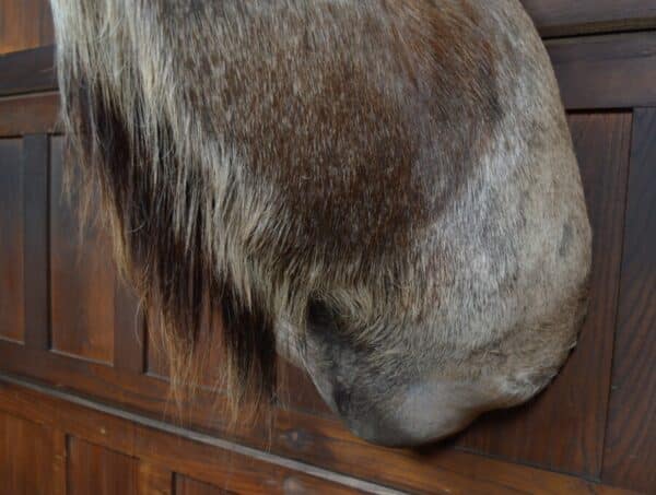 Kudu Mounted Head SAI2857 - Image 15
