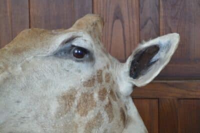 Taxidermy African Bull Giraffe SAI3321 African Antique Art 11