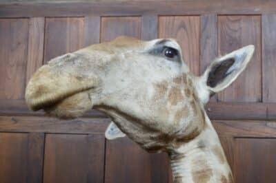 Taxidermy African Bull Giraffe SAI3321 - Image 10