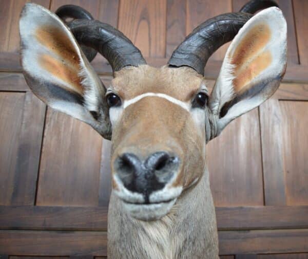 Kudu Mounted Head SAI2857 - Image 9